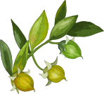 JOJOBA OIL